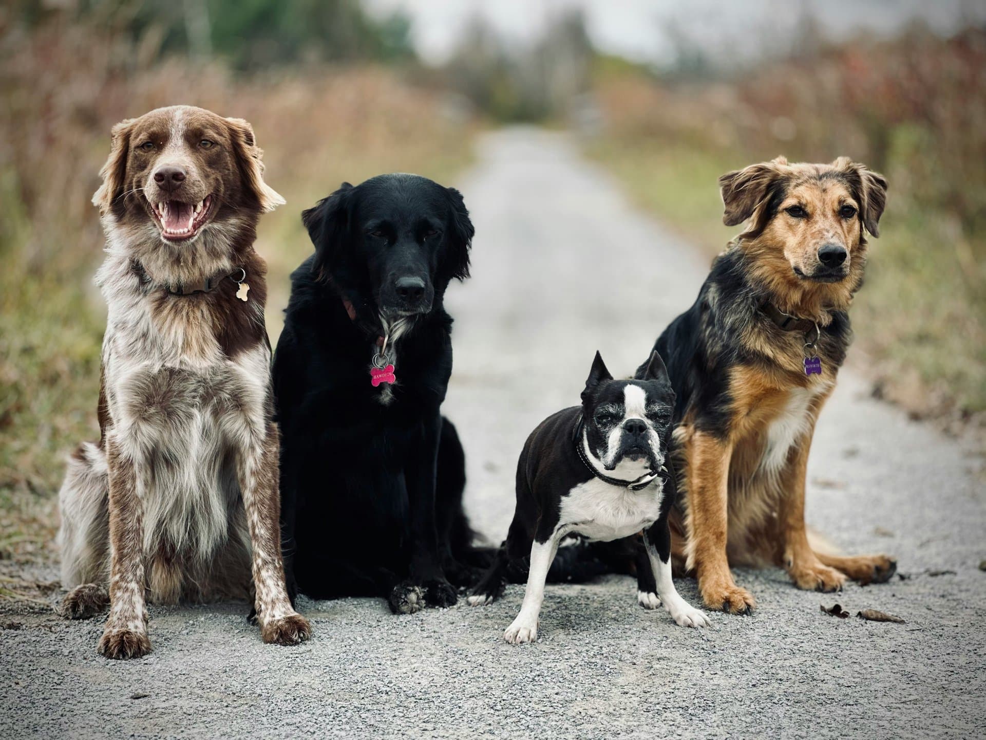 Diverse group of different dog breeds together - all can do mantrailing