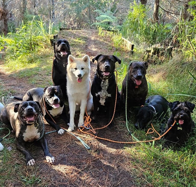 100% K9 - 100% K9 dog training Auckland