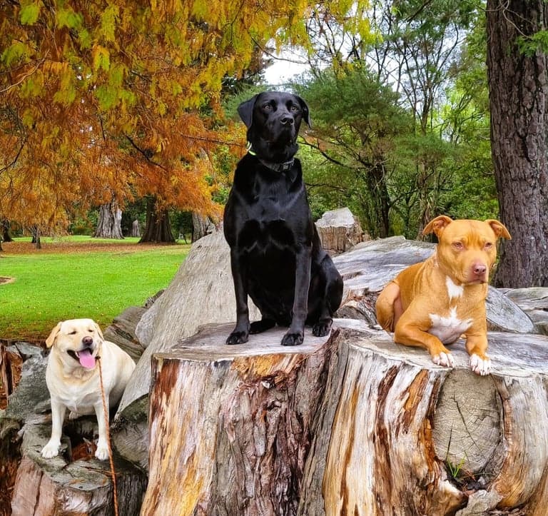 Calm Around Triggers