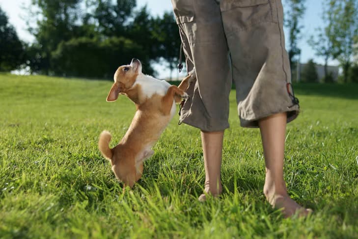 Puppy jumping on person