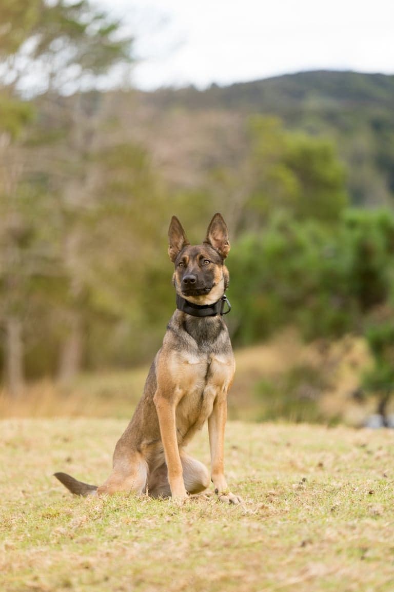 Mila - Belgian Malinois, sharpest tool in the shed