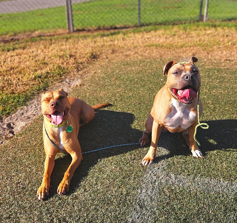 Dogs on adventure walk