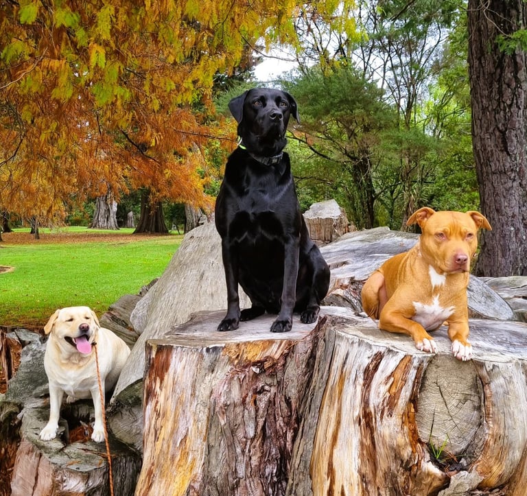 Training dogs on adventure walk