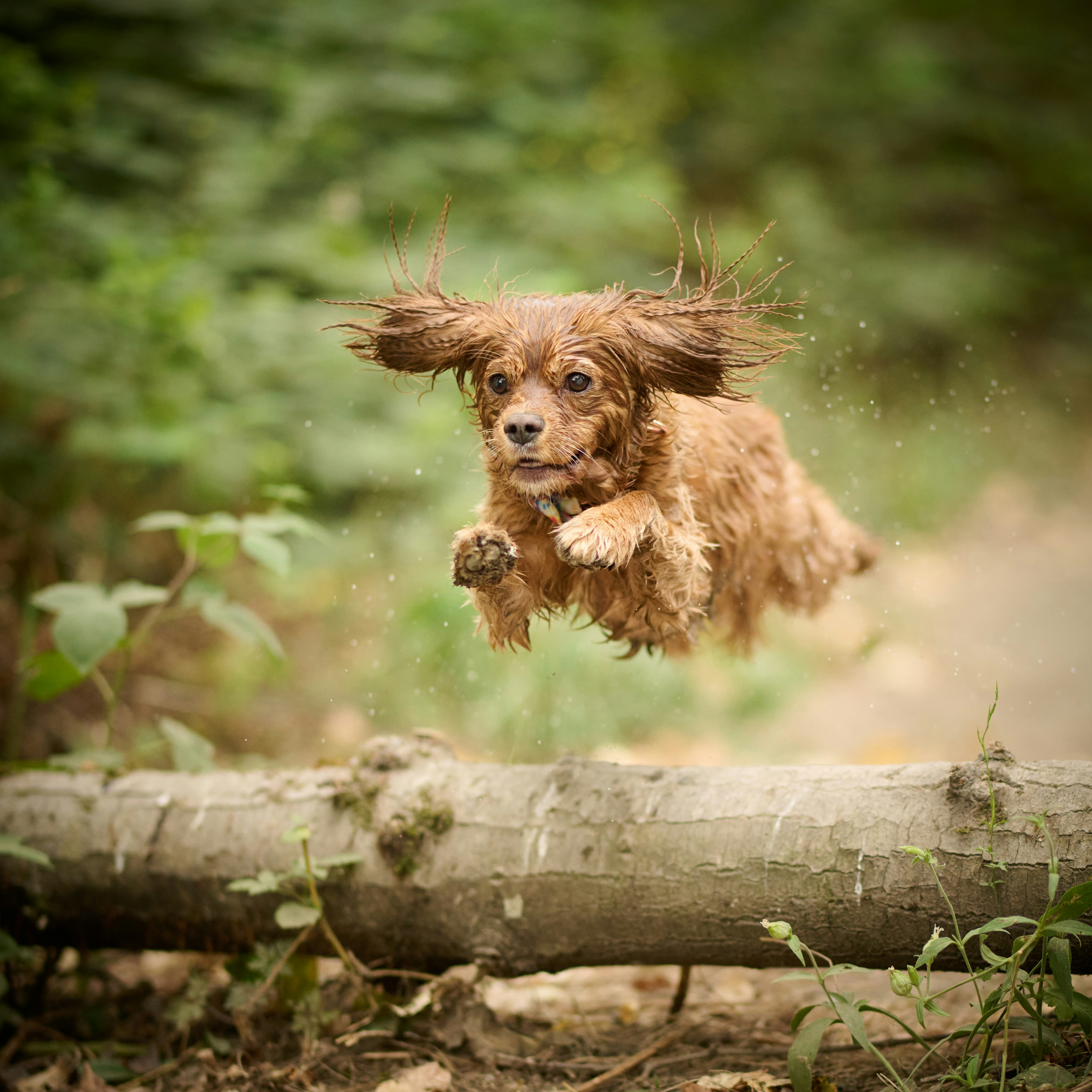 Happy dog jumping over log on adventure walk